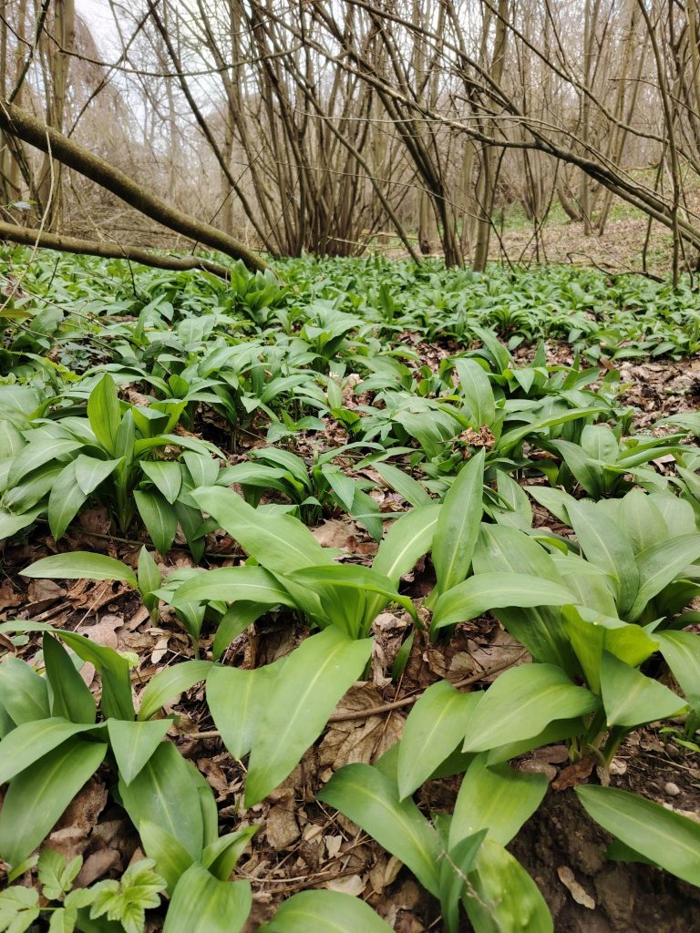 Fruškogorska tranferzala - Rohalj baze