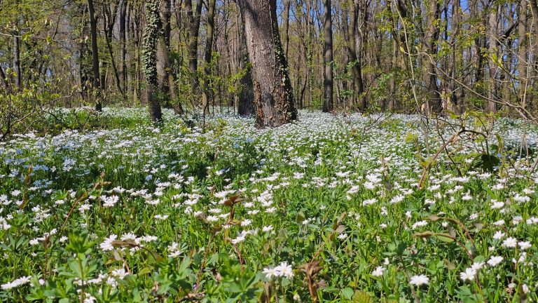 Pešačenje Fruškom gorom